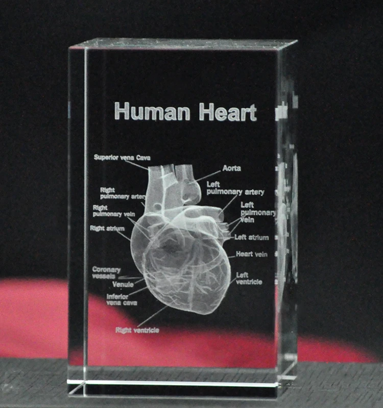 

TOP COOL BEST GIFT - Medicine Medical Science Internal medicine Doctor heart Figurine 3D Crystal decorative art statue