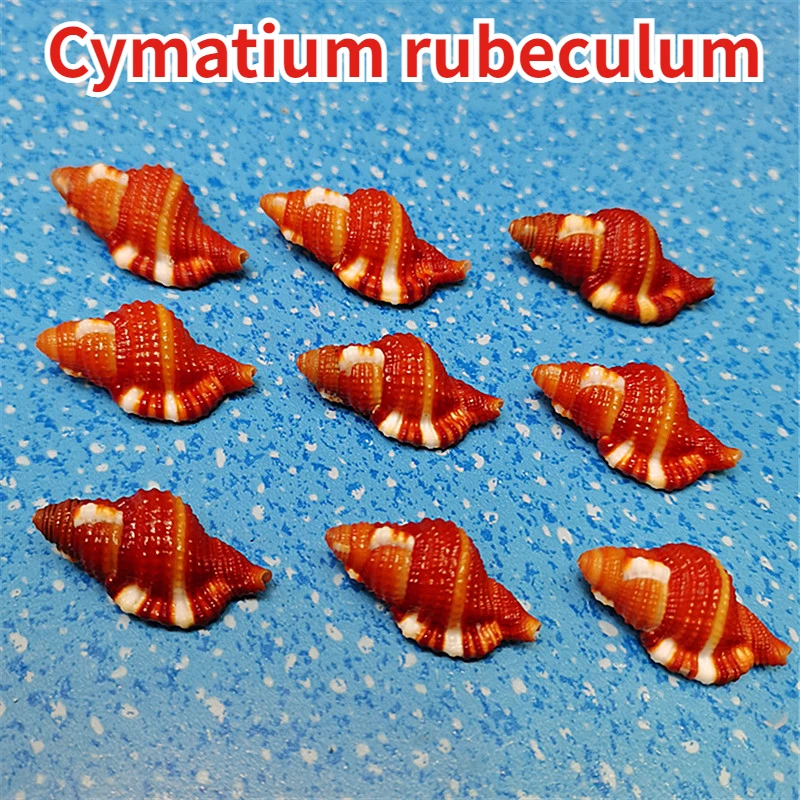 

Натуральная редкая ракушка Cymatium rubacскул, образцы ракушек, аквариум, ландшафтное украшение, средиземноморская коллекция для дома