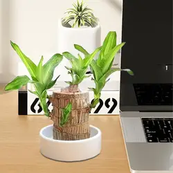 2X Brazilian Lucky Wood Tray Ceramics Flowerpot Brazilian Wood Pallet Ceramic Tray For Hydroponic Plant Garden Supplies