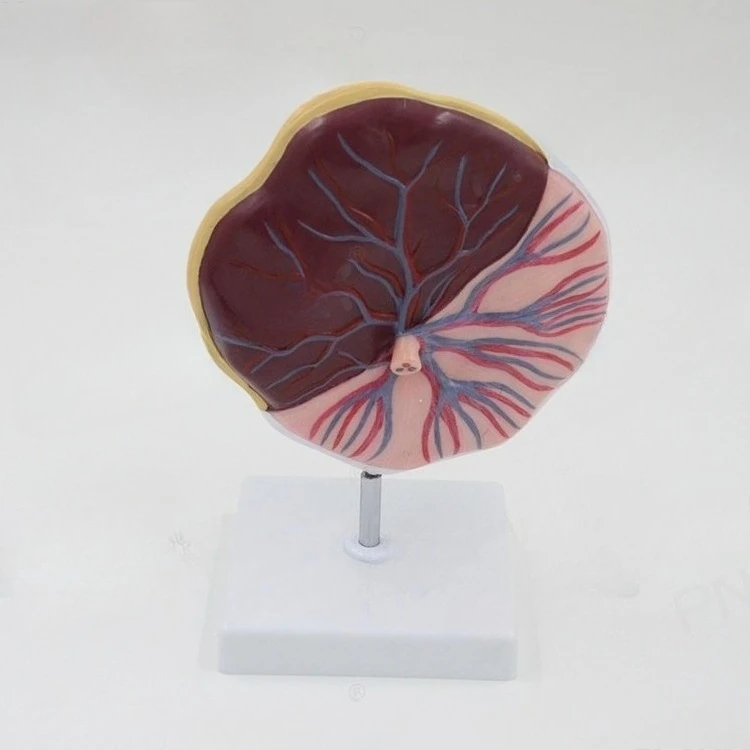 Medical embryo placental tissue umbilical cord umbilical artery pregnancy development model