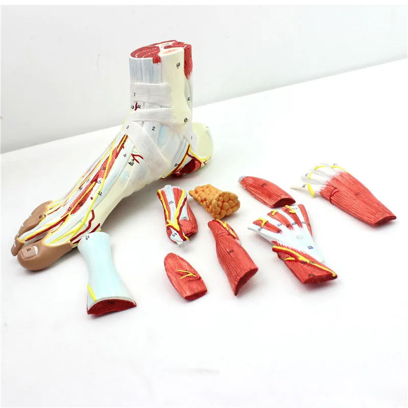 

9 Parts 1:1 life size Human Foot Anatomical Model 81 Digital Signs Text Descriptions Bones Muscle Ligament Nerve Blood Vessels