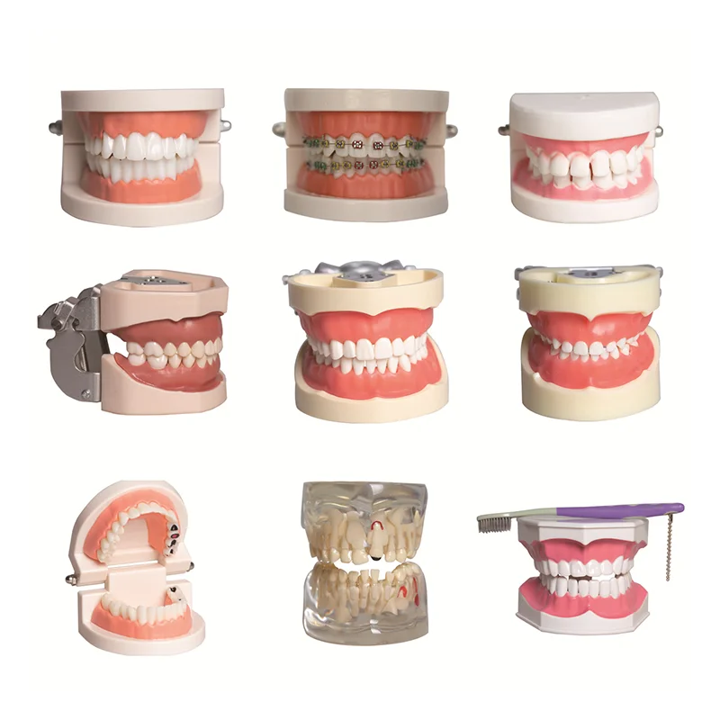 Dental Model Multiple Types Dentistry Teeth Teaching Models Study Orthodontic Removable Dental Dentures Resin Dentist Supplies