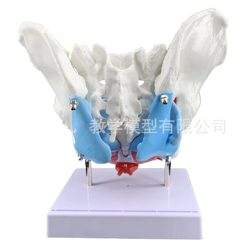 Female Pelvis Anatomy Model with Pelvic Floor Muscles Reproductive Organs Life Size Removable Organs  Uterus  Bladder Rectum