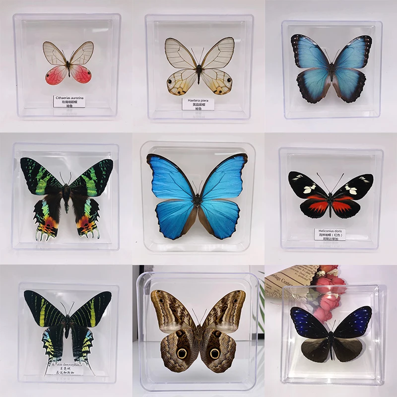 Butterfly Specimen Ornaments Photography Student Handcraft Children's Toys Birthday Gift Transparent Box