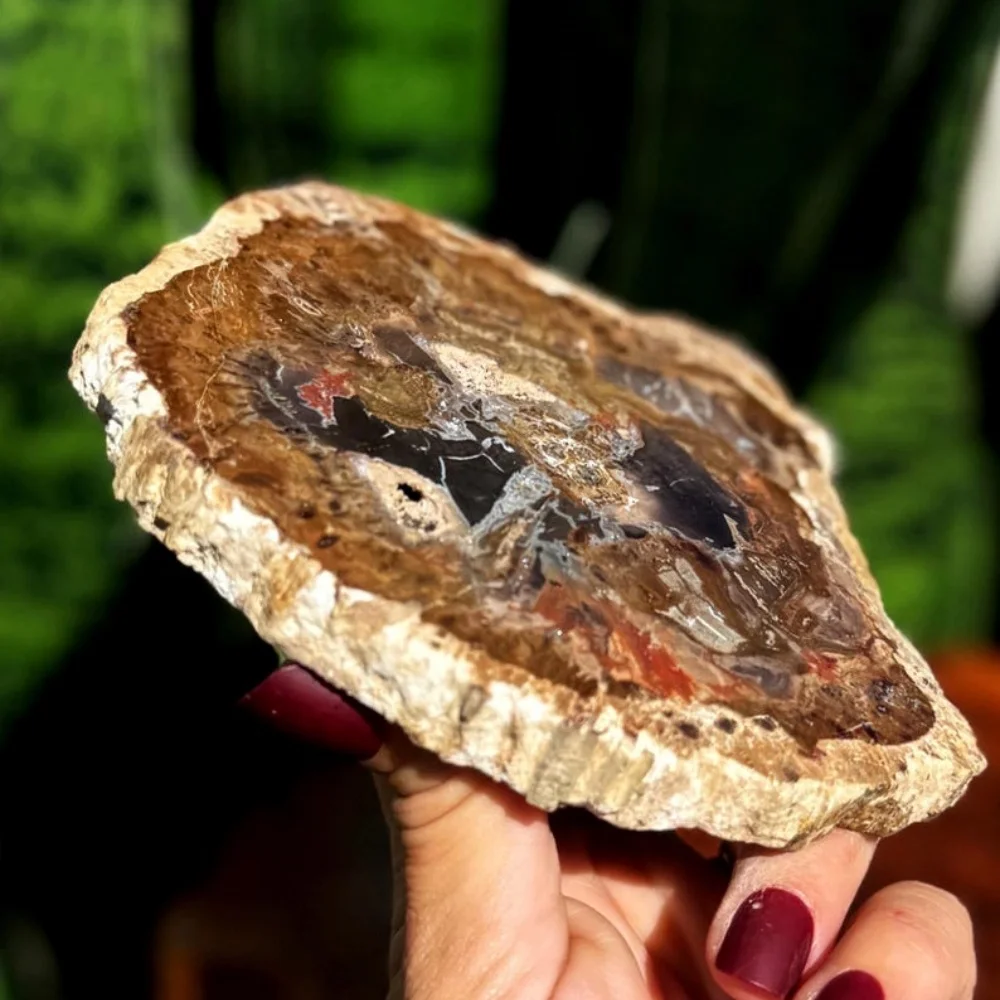 شرائح الخشب الطبيعية المتحجرة شريحة خشبية مع أنماط حلقة شجرة عينة معدنية للتأريض وموازنة الطاقة