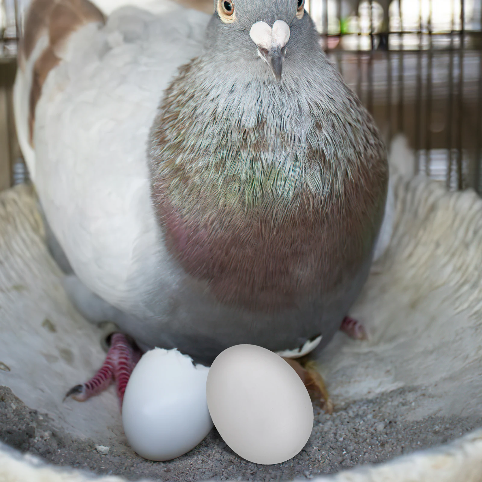 

20pcs Fake Pigeon Eggs Plastic Solid Dove Eggs 3 8x2 8cm Simulation Breeding Prop Induce Hatching Store Reusable