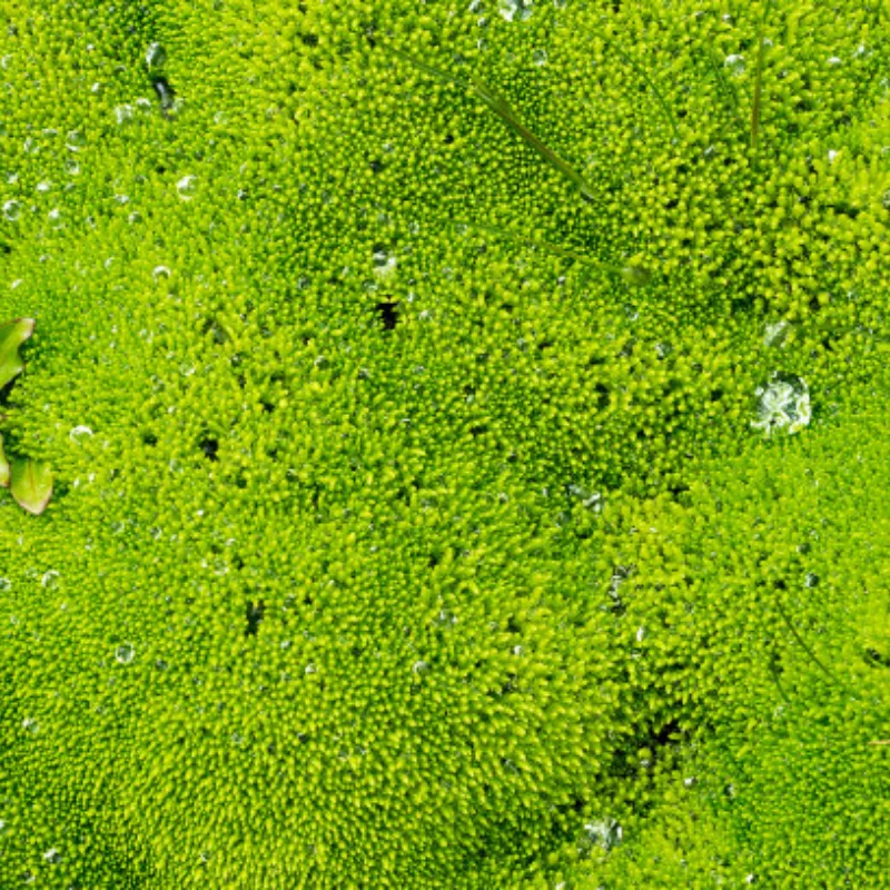 Metalen Gaspedaal Servo Arm Motor Servo Arm IFW455 voor Kyosho MP10 MP9 1/8 RC Auto Upgrade Onderdelen Accessoires