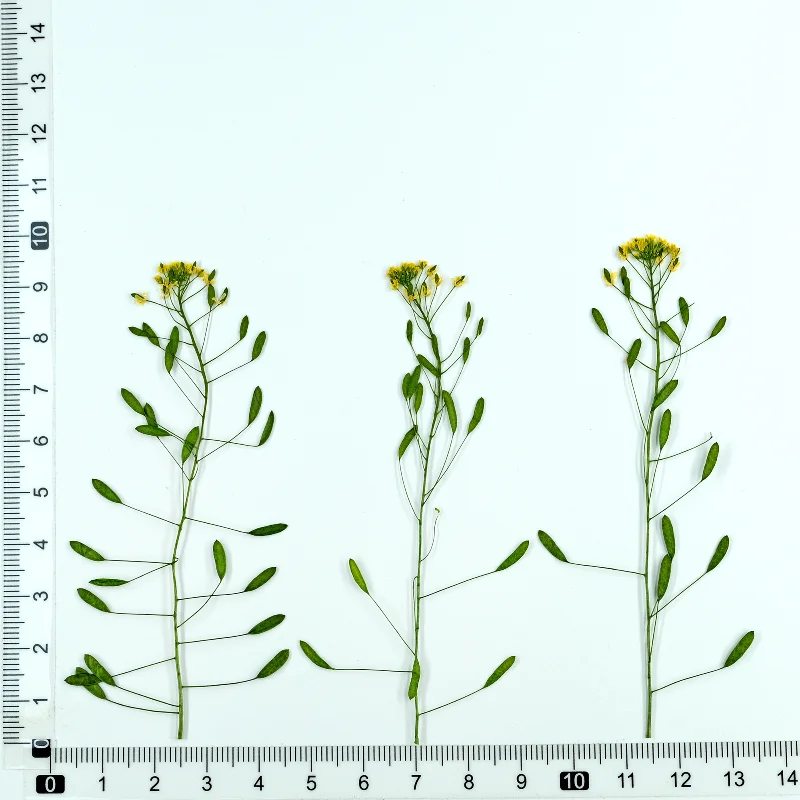 Flor seca draba nemorosa, 6-9c - Dried Flower Bookmark avaliação e preço