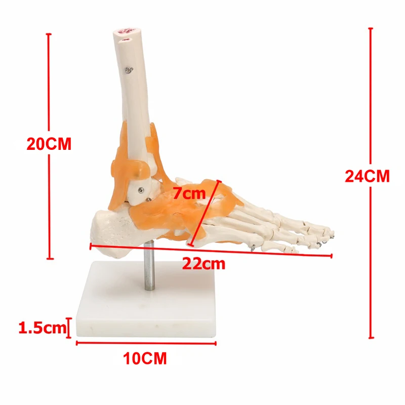 Squelette de Ligament d\'articulation du pied et de la cheville, modèle d\'anatomie médicale, livraison directe