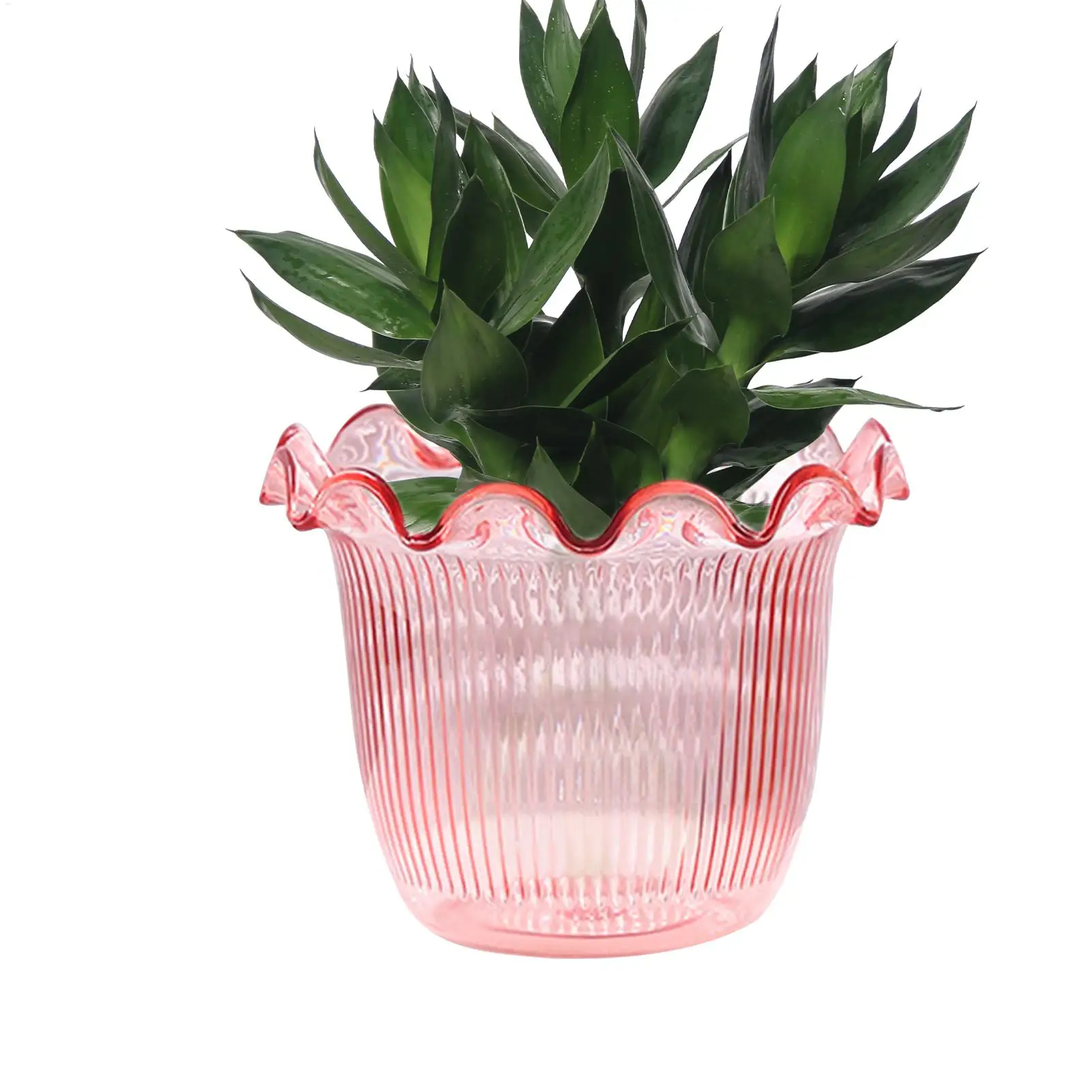 Decorative Vases for Home Decor Water Plant Vase Hydroponic Planter PET Vase transparent Water Plant Vase Hydroponic Planter