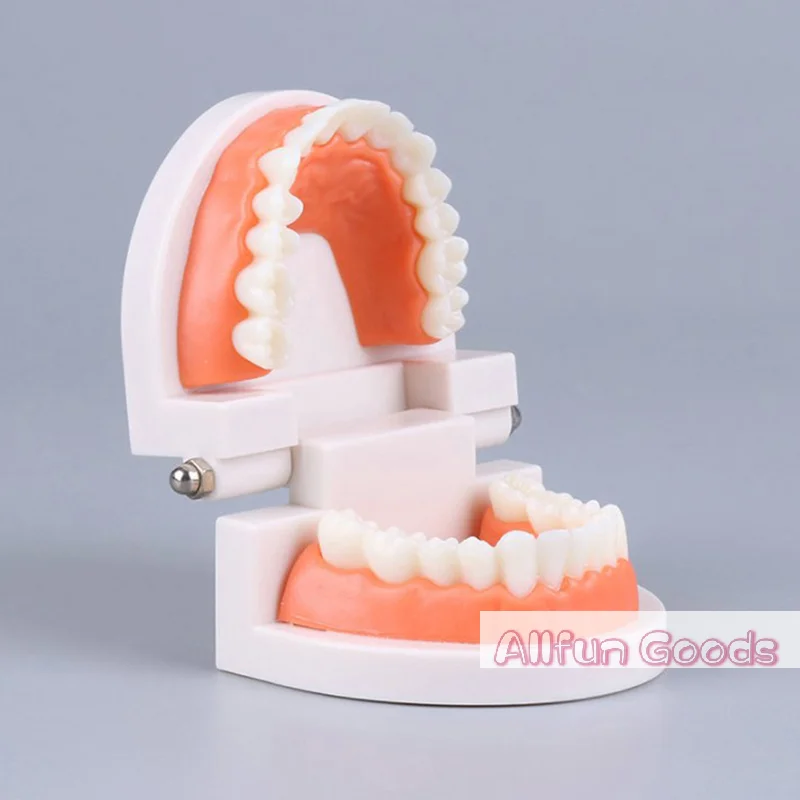[TG835]Standard Teeth Model Adult Standard Typodont Demonstration Denture Model Compatible Kids Dental Teachig Clean Display