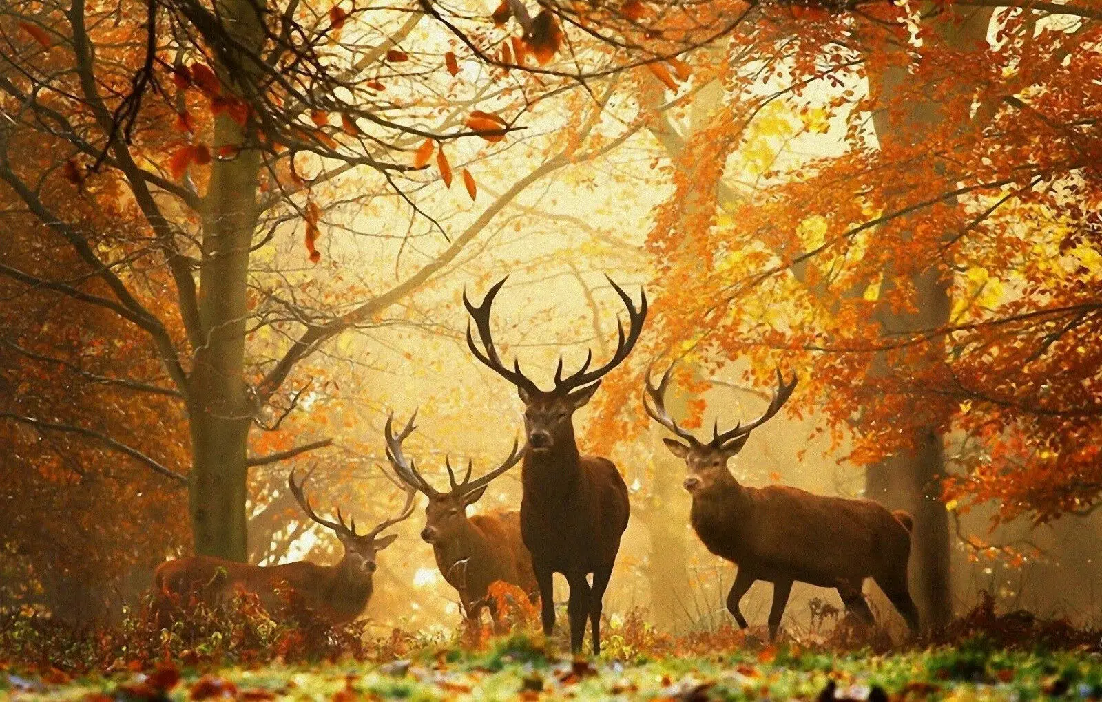 Herd of Stag / Deer at Sunrise Animal Picture Sunset Print Art Canvas Poster For Living Room Decoration Home Wall Picture