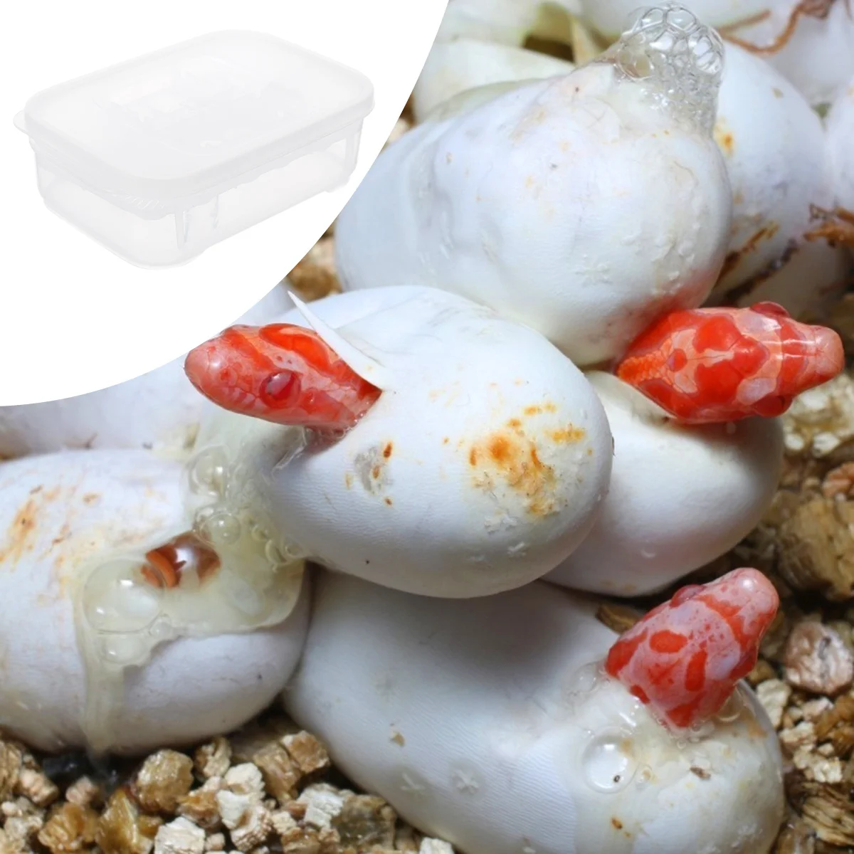 

Reptile Incubation Box Double-Layer Partition Design Durable Hatchery Box for Snake Lizard Breeding Hatchery Incubator