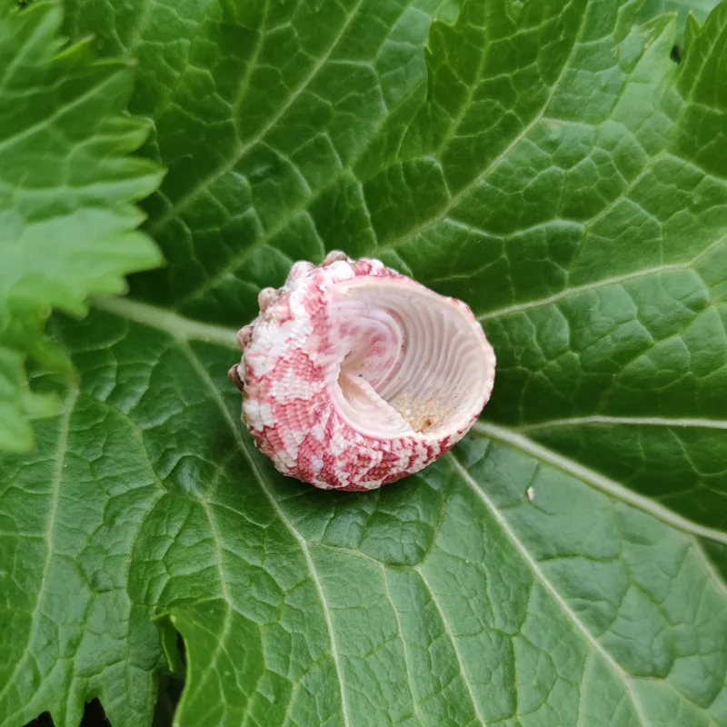 Natural Ferraria Gallina Conch Shells, Replacement Shells for Hermit Crabs, Aquarium Scaping, Specimen Collection for Marine