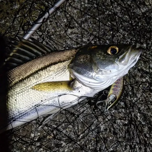 Imagen 2 del producto Cuenta regresiva Elite 70mm 10g Señuelos de pesca de pececillo que se hunden Jerkbaits Peche cebo Artificial Wobbler señuelo para pesca de lubina y trucha CDE75