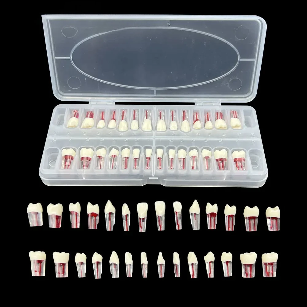 2x28PCS/Box Dental Teeth Root Canal Models Endodontics RCT Block Pulp Cavity Practice Model Study Endo Student Training Study