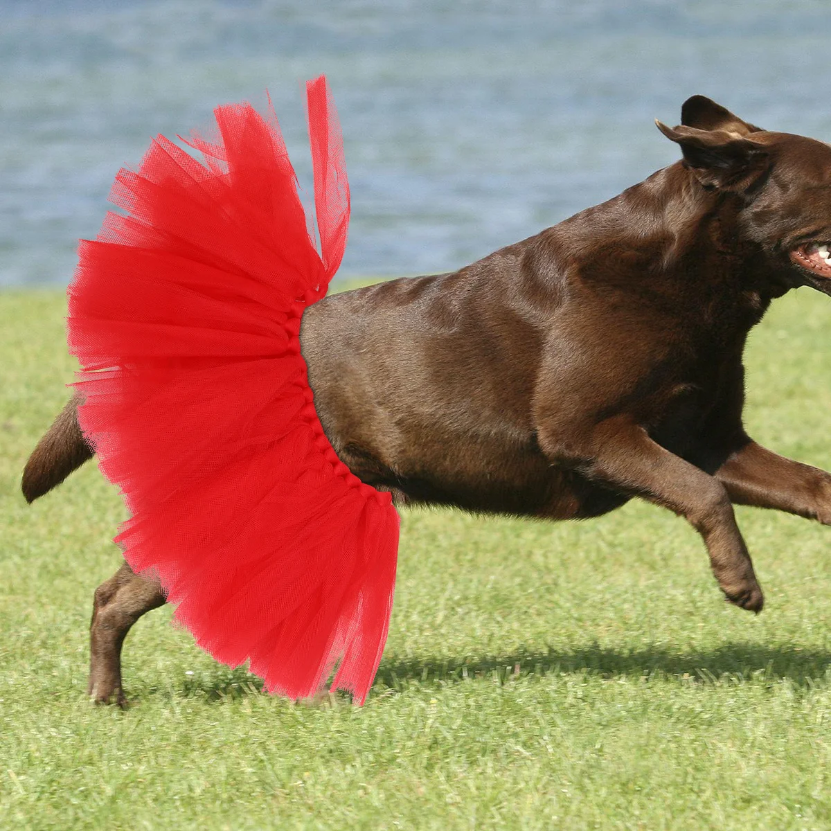 

2Pcs Pet Gauze Skirt Stylish Mesh Dress for Small Dogs Comfortable Party Wear Easy to Put on Puppy Clothes Pet Tutu Skirt