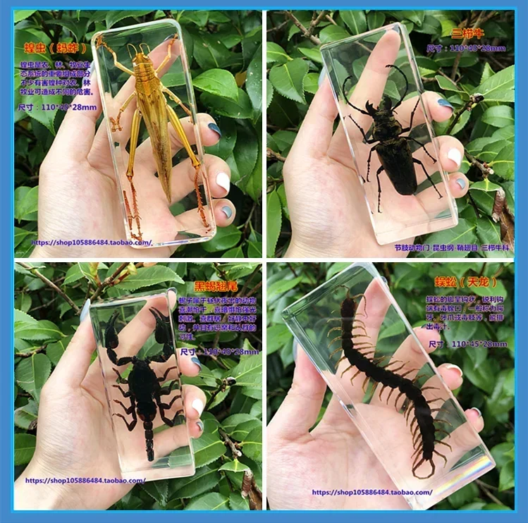 29 kinds of new resin insect specimens are real insect beetle, spider beetle long beetle, scorpion CENTIPEDES amber specimen