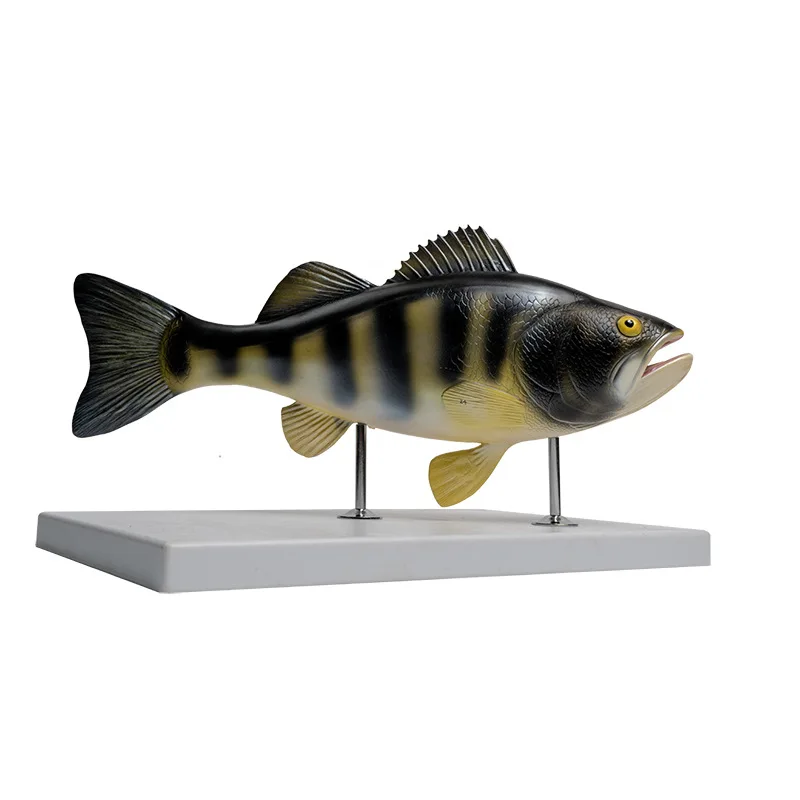 Life-size Bass Anatomical Models of Educational Equipment for Biology Teaching and Research