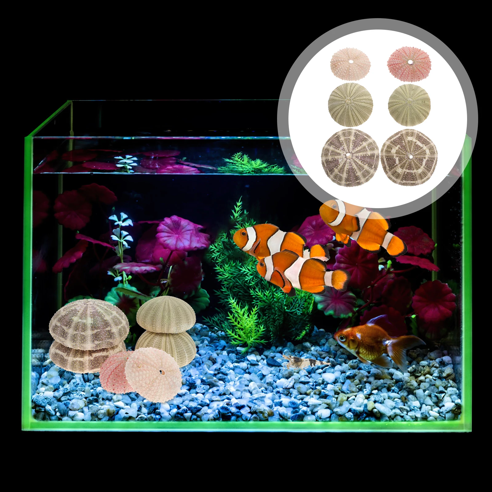 

6 Pcs Sea ​​shell Urchin Shells for Air Plants Containers Aquarium Decorations Accessories