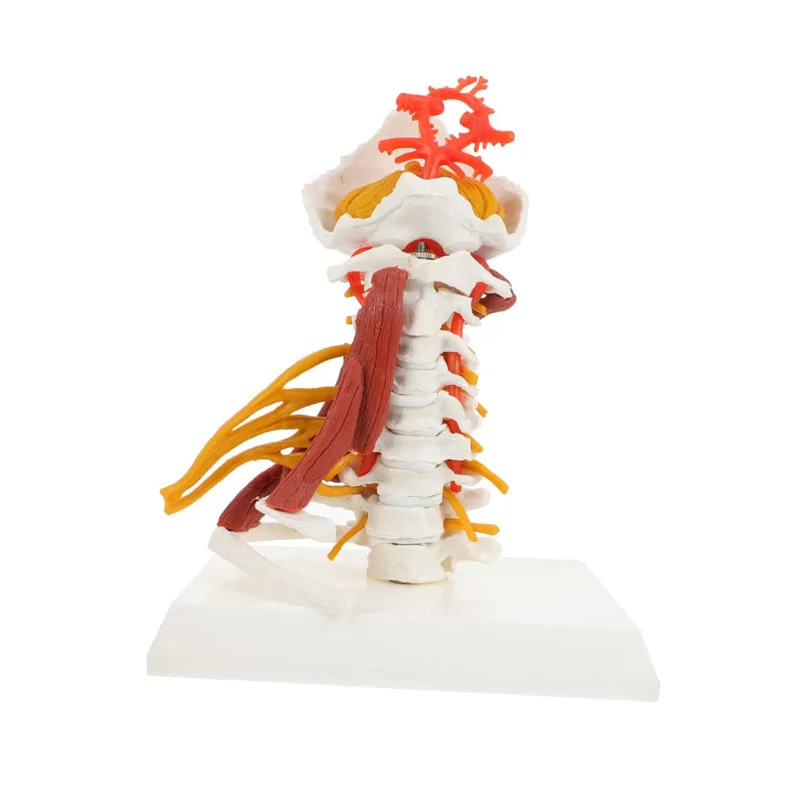 

Life Size Cervical Spine with Muscles Anatomical Model Vertebrae Cervical Model Human Spinal Cord Anatomy Teaching Display Aids