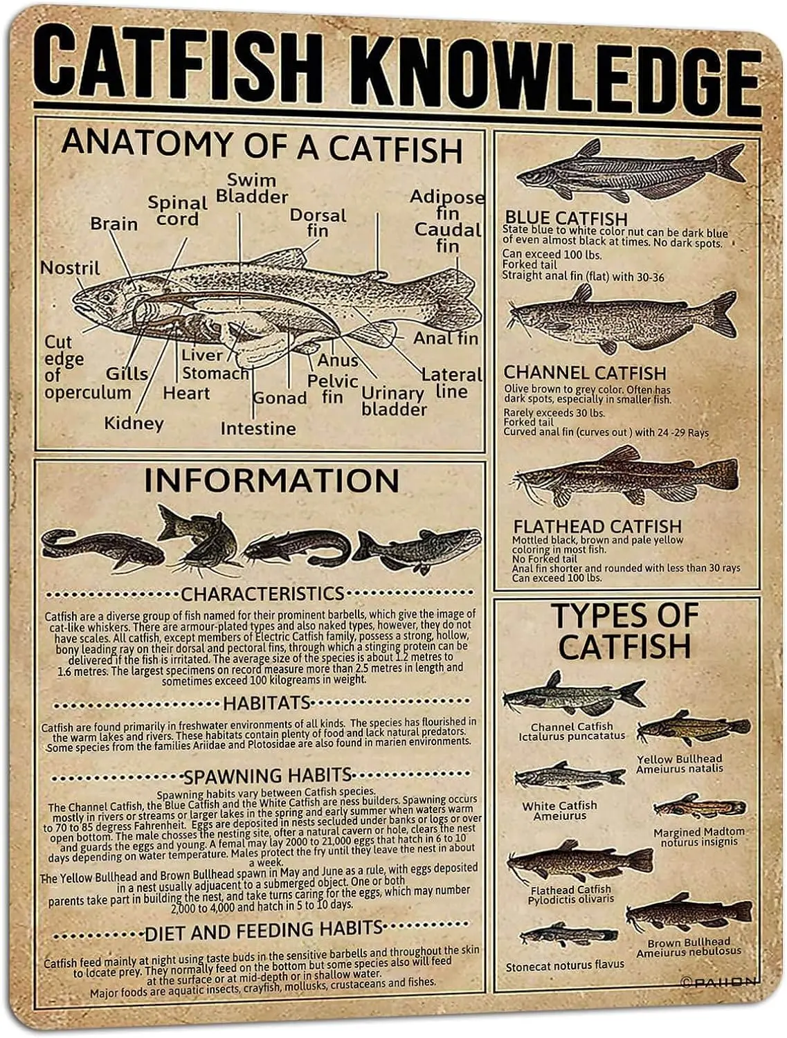 Tin Sign Catfish Knowledge Vintage Metal Sign Wall Decoration Metal Poster for Bar Cafe Club School Infographics 16x12 Inch