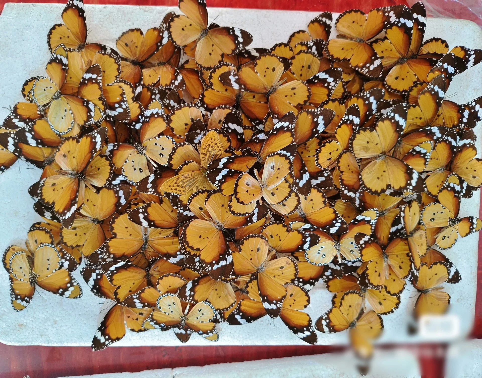 

6-100 pcs natural Real Butterflies Specimen (Plain Tiger）