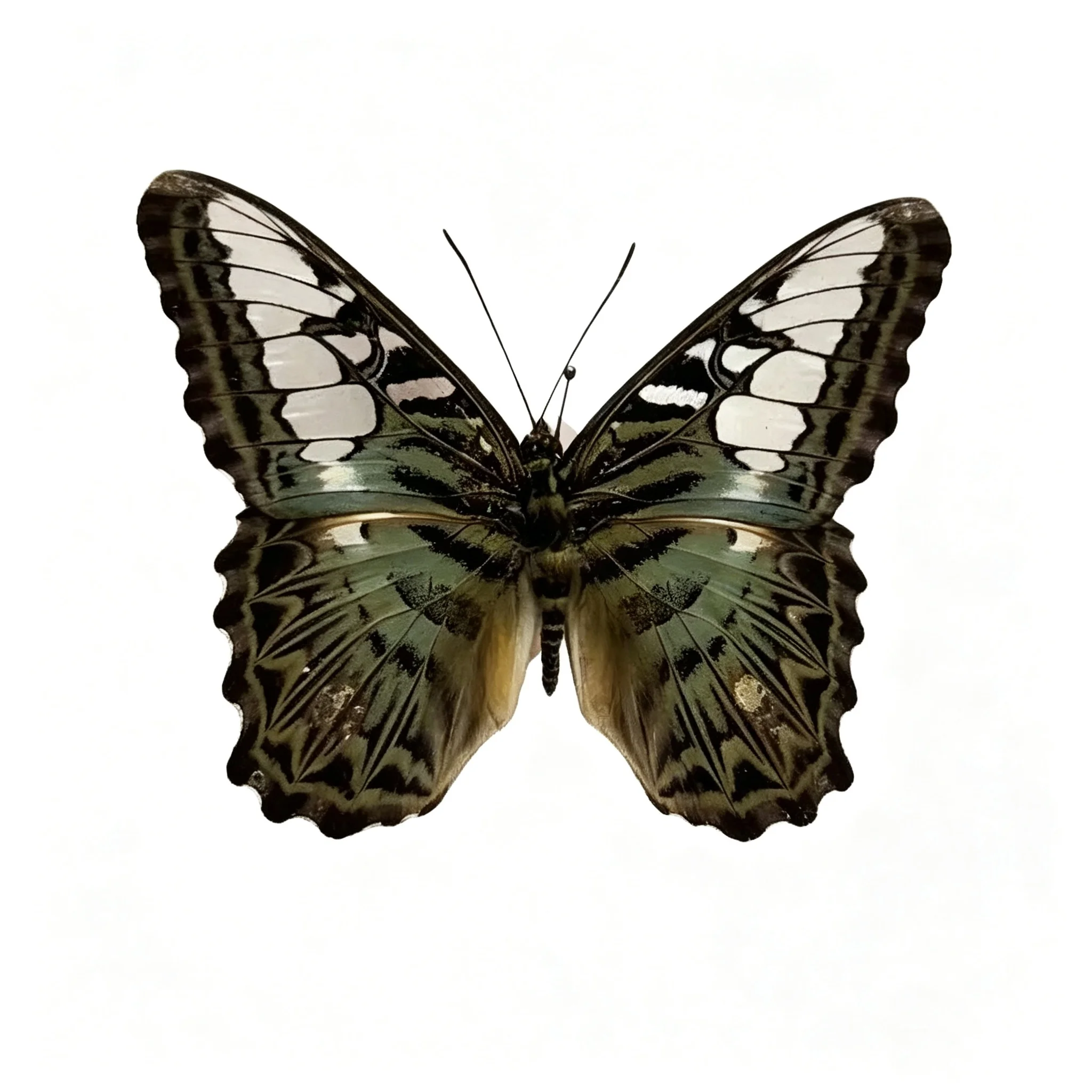6-100pcs natural Real Butterflies Specimen (Parthenos sylvia）Artwork Material Home Decoration DIY