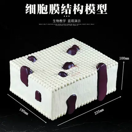 Cell Membrane Structure Enlargement Model Middle School Bioflow Mosaic Teacher Demonstration Equipment