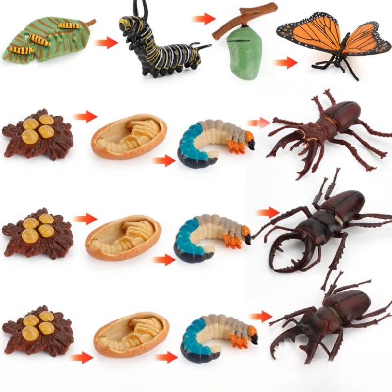 1set Artificial Insect Life Cycle Butterfly Stag Beetle Model Mini Growth Stage Figurines Desktop Decor Craft Ornament