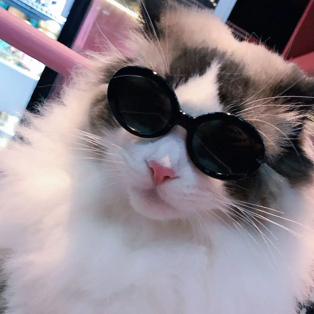 

Vintage Plastic Pet Products Pet Accessoires Pet Glasses Photos Props Pets Party Decor Cat Glasses Cat Eye-Wear Cat Sunglasses
