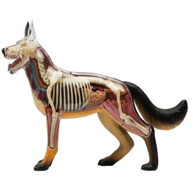 

New Assembling Toys For Intelligence Simulated Wolf Dog Organ Model Canine Anatomy Medicine Teaching Props