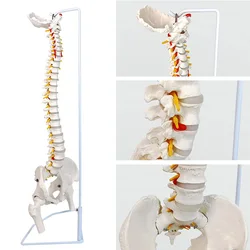 Medical Spine Model Life Size 85cm White Bone Vertebrae, Nerves, Arteries, Lumbar Column And Male Pelvis, Includes Stand