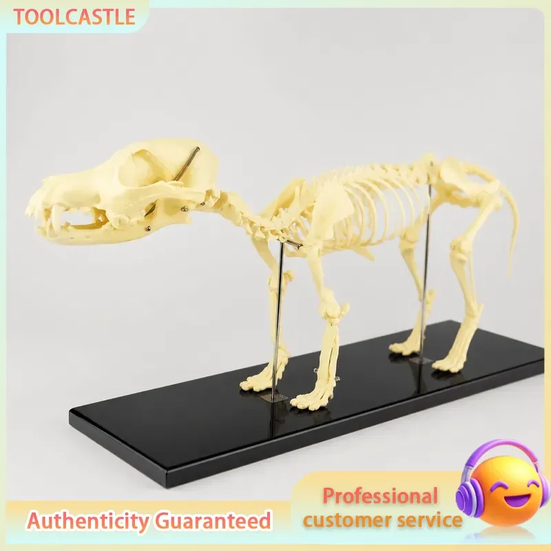 Dog Skeleton Model Anatomical Structure Joints Orthopedic Pet Equipment Veterinary Education Bone Anatomy Display