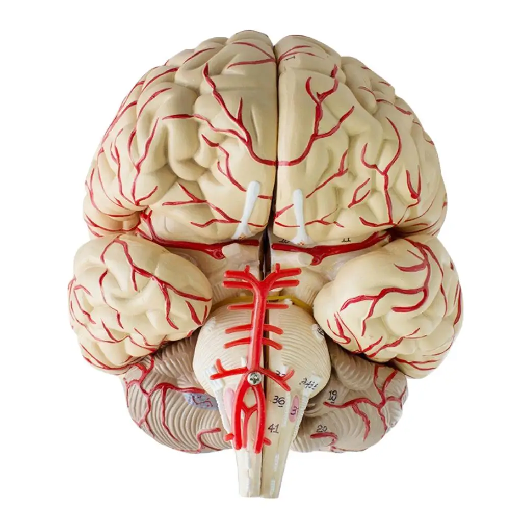 Human Anatomical Brain Section Dissection Organ School Teach Model