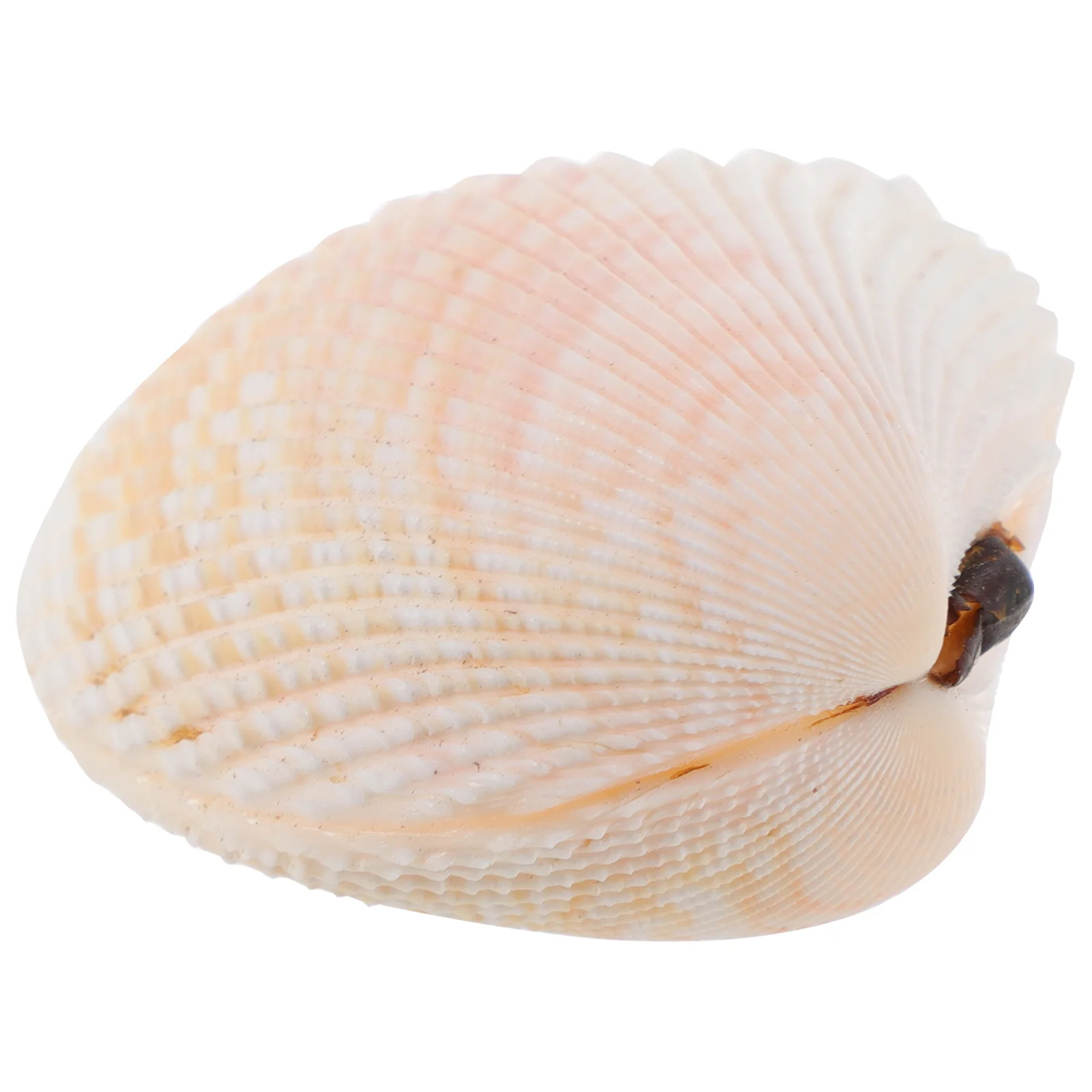 

Large Natural Seashell Decorative Craft Material for Home Beach Wedding Party Fish Tank Landscaping DIY Shell Embellishment