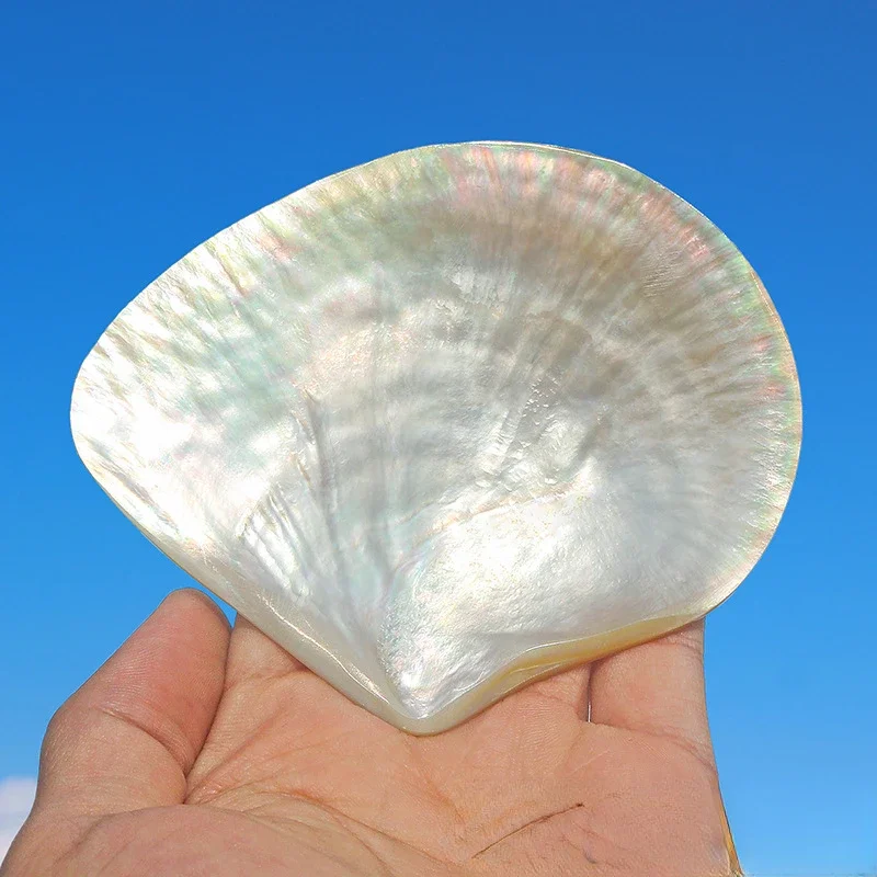 Natural Pearl Oyster Yellow Dish Shell Polished Penguin Shell Conch Shell Crafts Plate Handmade Jewelry DIY Raw Materials