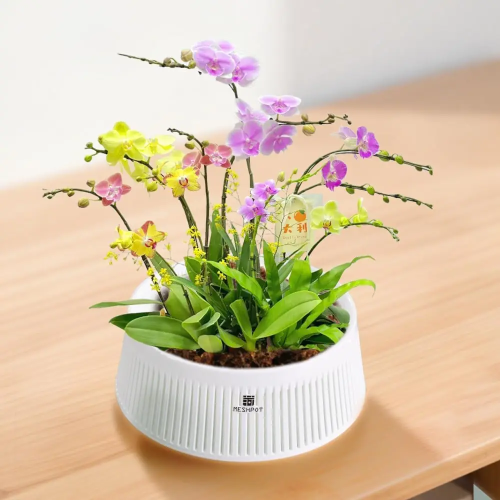 Meshpot Orchid Pot with Holes & Saucers Plant Pots for Indoor and Outdoor ,Wind-Worn Texture Cutout Promoting Air Circulation - view 5