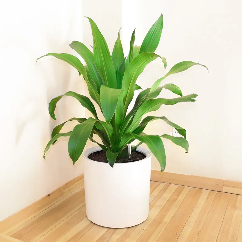 

Cylindrical plastic flowerpot landing round large flowerpot automatic water absorption lazy plastic flowerpot