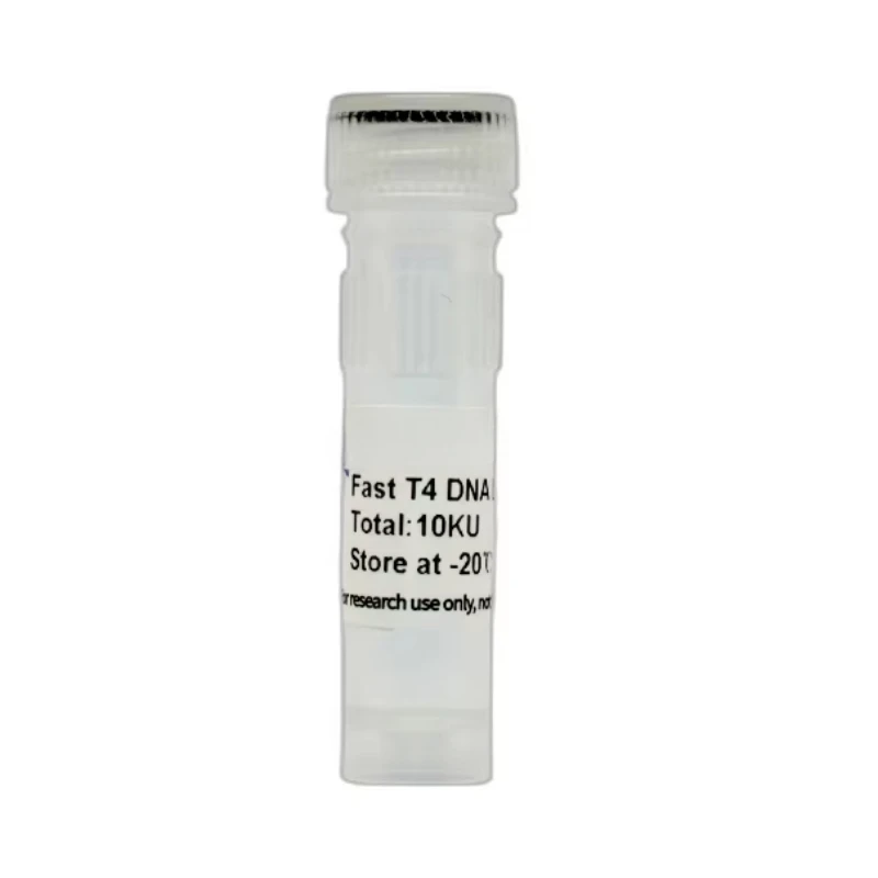

Fast T4 DNA Ligase,DNA Ligase,The Connection Between DNA Fragments and Carrier DNA