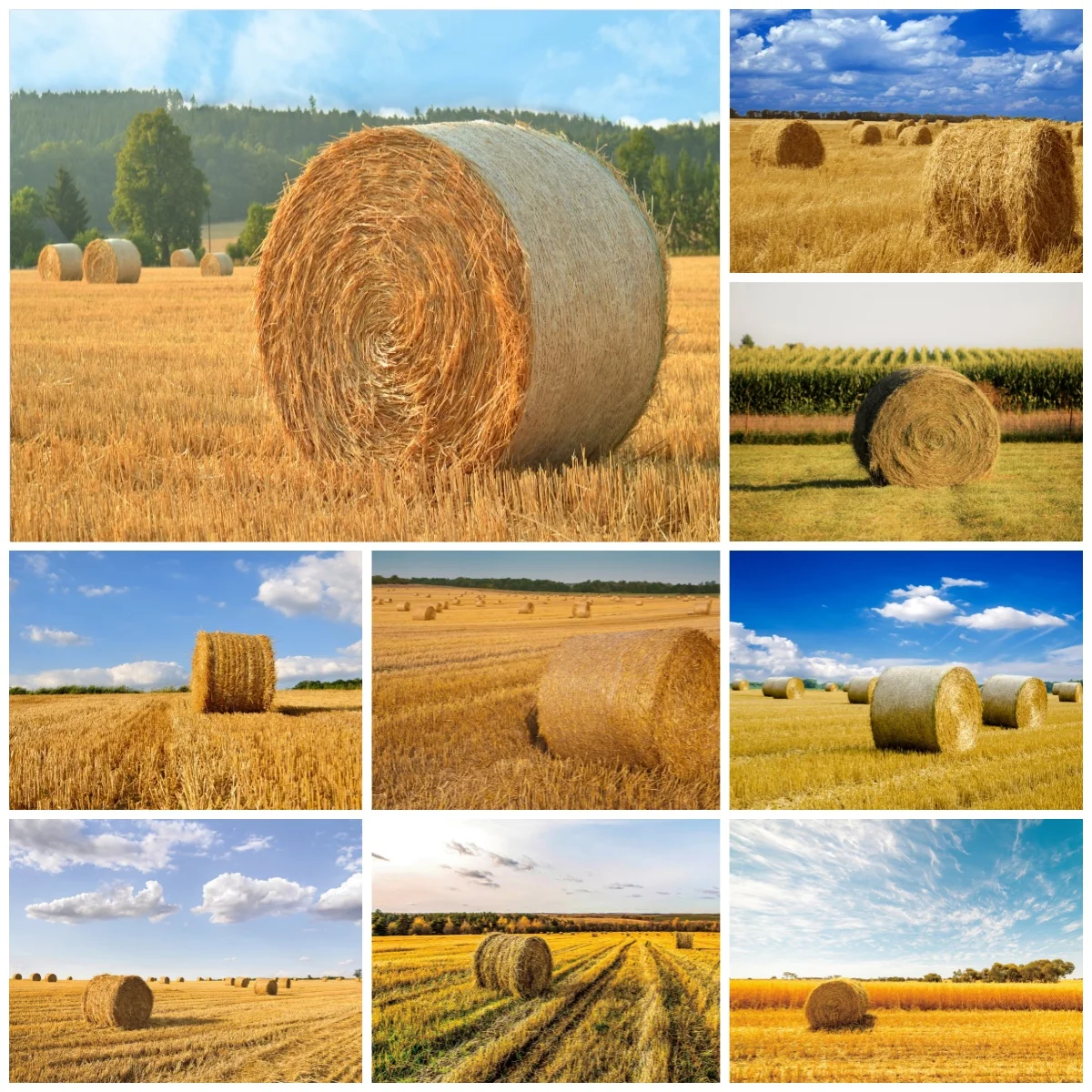 Autumn Sunshine Wheat Fields Backdrop for Photography Fall Farm Harvest Adult Baby Portrait Photo Decor Background Studio Props