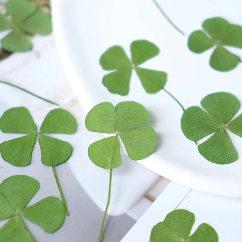 Thumbnail 4 - #19 Trending Dried Flowers Right Now