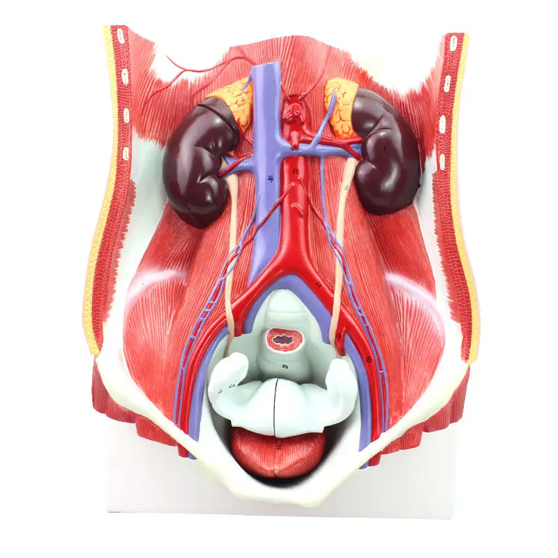 Human Male and Female Urinary System Model, Bladder Cavity, Medical Anatomical Model, Tabletop Decoration