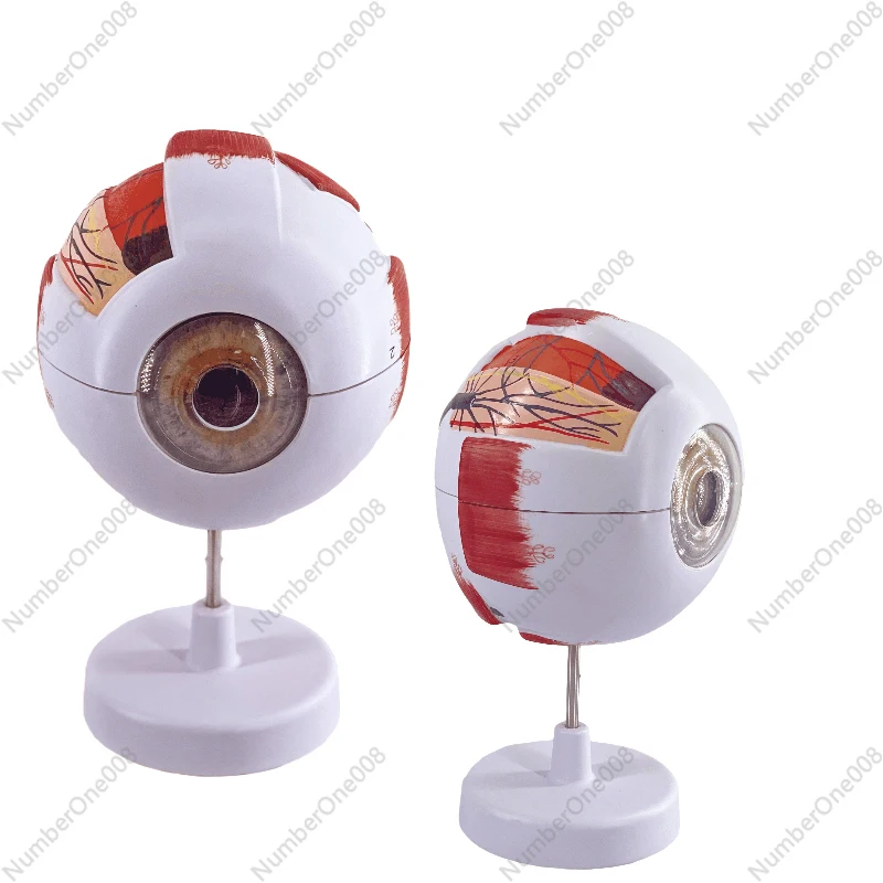 

Human Eye Anatomy Model, 6 Times, Ophthalmology, Eyeball, Internal Structure, Cornea, Iris, Vitreous Lens