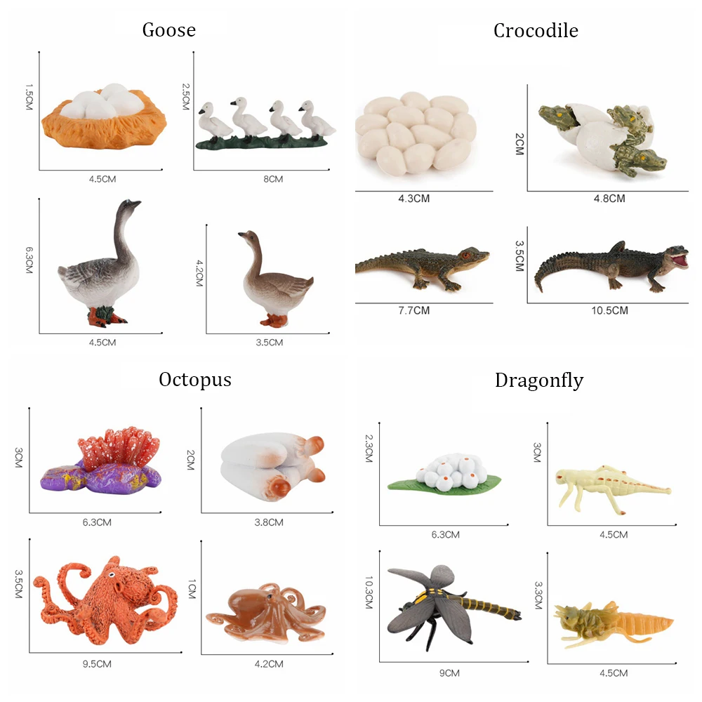 Early Education Chicken Dragonfly Butterfly Ladybug Animals Growth Cycle Figurine Simulation Model