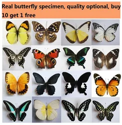 30 Style  butterfly specimens, real butterfly insect ,teaching specimens  various varieties of spreading wings  home decor