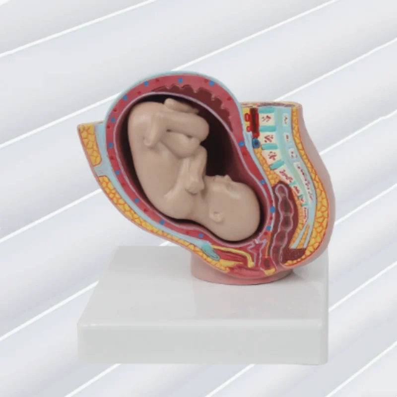 

Небольшая модель беременной тазовой полости с ребенком, модель женской тазовой полости с полнострочным фетом, акушерской и гинекологией.