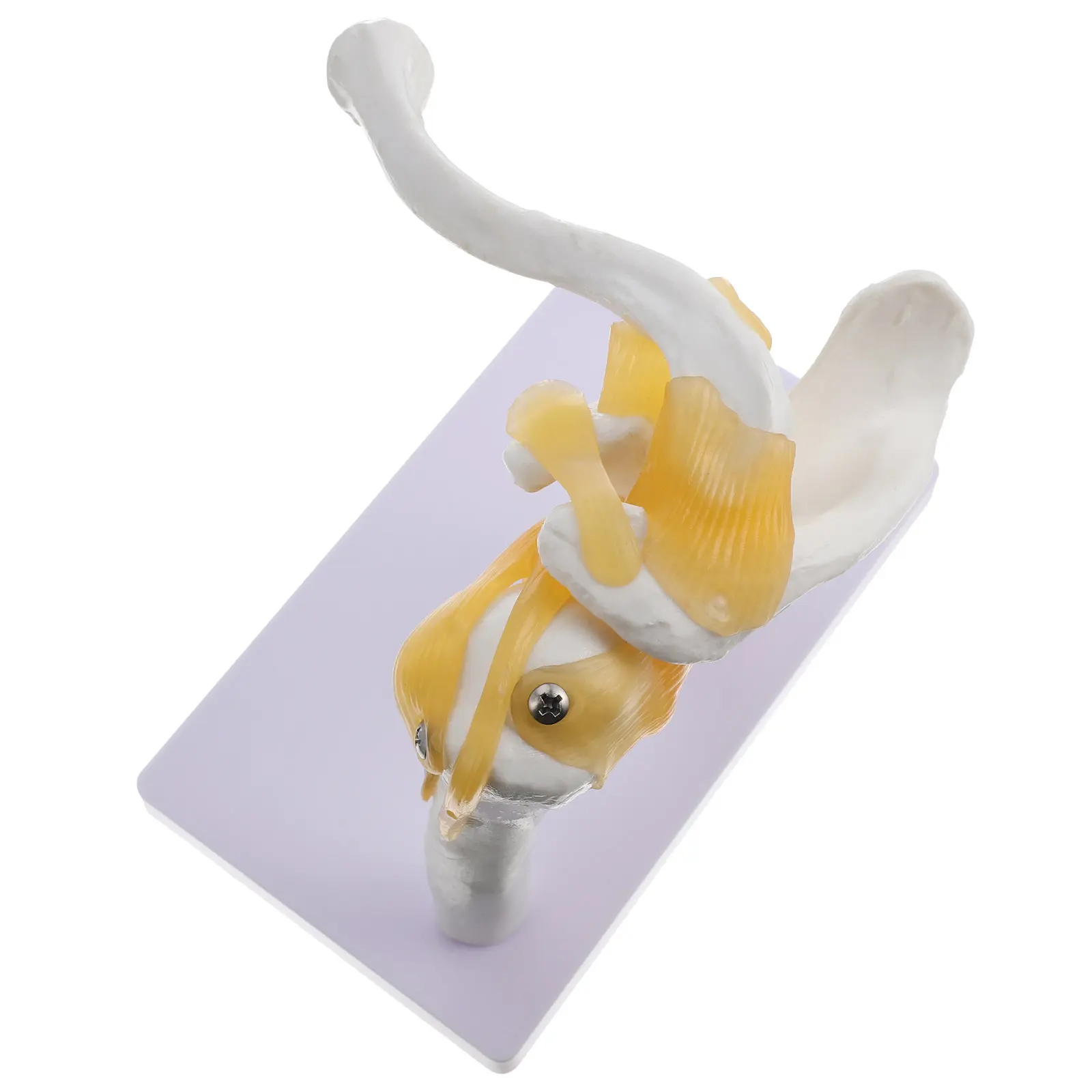 

1Pcs Shoulder Joint Articulatio Humeri Teaching Human Bone PVC Teaching Tool for Education