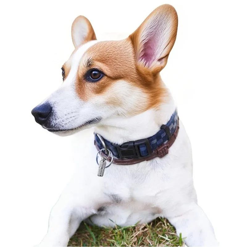 Pet Anti Lost Address Tag Pendant for Dog Cat Collar Portable Storage Tube with Key Ring for Outdoor Walking Safety
