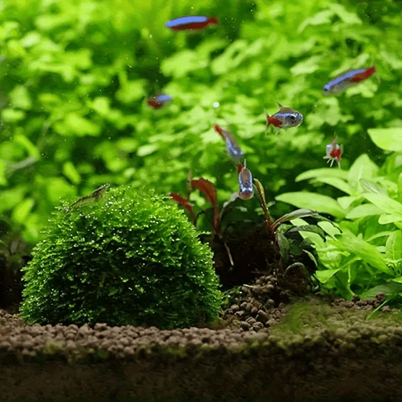 1 bola de musgo de acuario natural: medios de filtro bio para camarones y peceras, plantas acuáticas decorativas para tanques de agua dulce, seguro